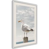  Poster - Curious Seagull 20x30 | shoptok.hr