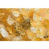  Naslikana slika na platnu DREVESA 1-delna 60x60 cm CWF1718HE1 () | Shoptok.si