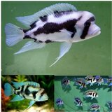Akvarijum Centar frontosa black widow | ePonuda.com