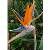 TROPICA Strelicija Cene