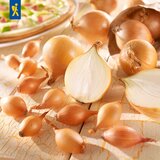 KIEPENKERL Bio zimska čebula "Shakespeare" - 50 k. Cene