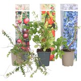 Plant in a Box mešanica super sadja - 6 kos - actinidia, vaccinium - višina 25-40cm - ⌀9cm, (21757515) Cene