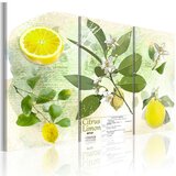  Slika - Fruit: lemon 120x80 Cijene