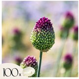 Plant in a Box Luk - 100 kos - Allium 'Sphaerocephalon' - Cvetne čebulice - Vijolična, (21755640) | Shoptok.si