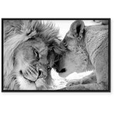  Slika - Lion\'s Love 90x60 U crnom drvenom okviru | shoptok.hr
