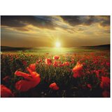  Tapeta - Morning on the poppy meadow 250x193 | shoptok.hr