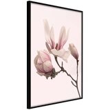  Poster - Blooming Magnolias II 40x60 Cijene