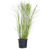Plant in a Box kitajski trstikovec - miscanthus sinensis 'gracillimus' - višina 40-60cm - ⌀23cm, (21757467) Cene
