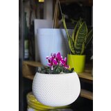  Splofy bowl p290ws saksija ( 4405 ) | ePonuda.com