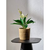 Sinsay Ukrasna umjetna biljka | shoptok.hr