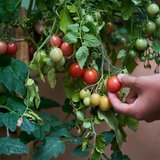  Svinčniki s semeni Sprout Pizza (5 kosov) | Shoptok.si