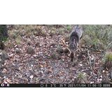 OXE Fotozamka Gepard II i lovački detektor + 32GB SD karta i 6 kom baterija GRATIS! | shoptok.hr