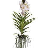 Plant in a Box orhideja vanda - vanda 'white' - višina 55-65cm, (21758040) Cene