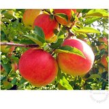  Voćka sadnica jabuke razne sorte | ePonuda.com