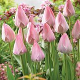 Royal De Ree tulipa mystic van eijk 5/1 Cene