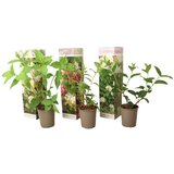 Plant in a Box hortenzija - 3 kos - hortensia paniculata - višina 25-35cm - ⌀9cm, (21757696) Cene