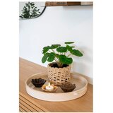 House Nordic Umetna rastlina (višina 28 cm) Pelia – | Shoptok.si