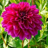 Royal De Ree Lukovica Georgina, dalija - Dahlia Dec. Le Baron 1/1 Cene
