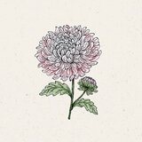  Poletne astre "King Size Appleblossom" | Shoptok.si