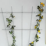 BELLISSA Opora za rastline (150 x 72 cm, bela)