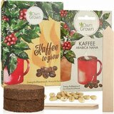 Own Grown Komplet za gojenje kave | Shoptok.si