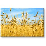  Slike na platnu biljke (moderne slike na platnu) | ePonuda.com