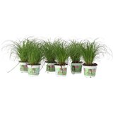 Plant in a Box ostrica - 6 kos - cyperus zumula - višina 30-40cm - ⌀12cm, (21757981) Cene