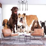  Tapeta - Dog Integration 400x280 Cijene