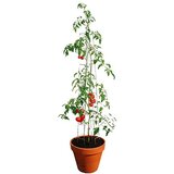 BELLISSA Opora za paradižnike (dolžina: 120 cm, jeklo, srebrna) | Shoptok.si