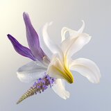 Darphin Éclat Sublime Rejuvenating Repair Cream regeneracijska krema za učvrstitev obraza 50 ml | Shoptok.si