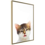  Poster - Funny Kitten 40x60 Cijene