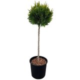  Čempres Yvonne (Chamaecyparis Lawsoniana "Yvonne", Trenutna visina rasta: 80 cm) | shoptok.hr