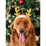 Sinsay Božićni kostim soba za kućne ljubimce | shoptok.hr