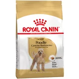Royal_Canin Breed Poodle Adult - 1,5 kg