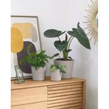 Kave Home Betonski cvetlični lonci v kompletu 3 ks ø 23,5 cm Low – | Shoptok.si