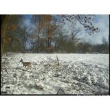OXE Lovska kamera WiFi Hunter RD3019 in klasični daljnogled FOMEI 7-21x40 ZCF Zoom + 32GB SD kartica, 8 baterij in stojalo! | Shoptok.si