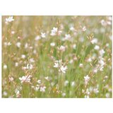  Tapeta - White delicate flowers 400x309 | shoptok.hr