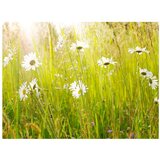  Tapeta - Daisy field 300x231 | shoptok.hr