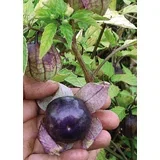 Tomatilo "Purple-Violette" - 20 zrn.