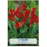  Cvjetne lukovice Tulipan Praestans Zwanenburg (Crvena, Botanički opis: Tulipa) | shoptok.hr