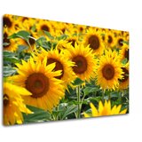  Slike na platnu žuto cveće168-11 (moderne slike na platnu) | ePonuda.com