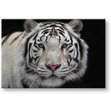  Slike na platnu životinje (moderne slike na platnu) | ePonuda.com