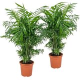 Rasadnik Topalović chamaedorea Elegans | ePonuda.com