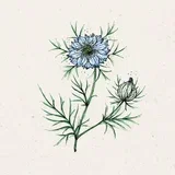 Nigella damascena "Miss Jekyll"