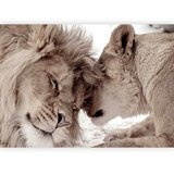 Artgeist Foto tapeta - Lion Tenderness (Sepia) 150x105 Standard | shoptok.hr