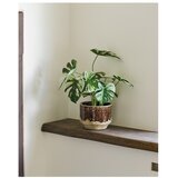House Nordic Umjetna biljka (visina 41 cm) Monstera – | shoptok.hr