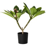 Plant in a Box Plumerija - Plumeria rubra - Višina 55-70cm - ⌀17cm, (21757891) | Shoptok.si