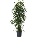 Plant in a Box Smokvovec - Ficus binnendijkii - Višina 100-110cm - ⌀21cm, (21758065) | Shoptok.si
