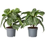 Plant in a Box zebrasta afelandra - aphelandra squarrosa 'botanica' - višina 25-45cm - ⌀13cm, (21757995) Cene