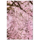  Slika - Cherry Tree (1 Part) Vertical 80x120 | shoptok.hr